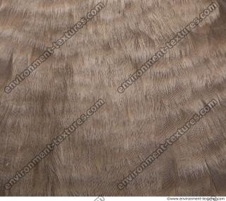 feathers animal 0014